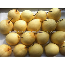 Good quality fresh Ya pear,pear fruits
